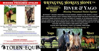 STOLEN EQUINES "Little Miss River" aka 'River', Yago $2500 REWARD, RECOVERED 7/28/17 Near Rembert, SC, 29128